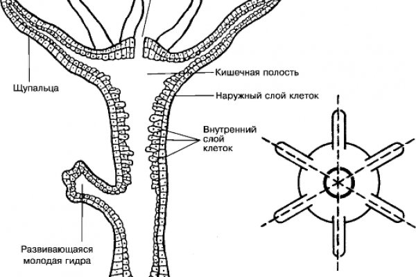 Кракен невозможно зарегистрировать пользователя